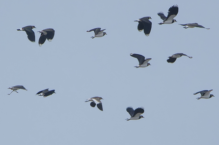 Thumbnail of Sociable Lapwing